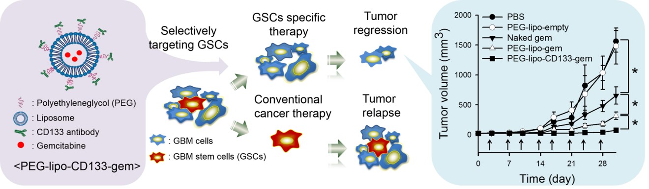 Targeting of cancer stem cells